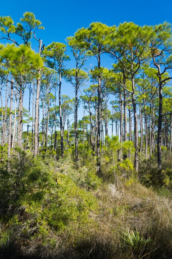 Pine forest on island of St. George in North Florida