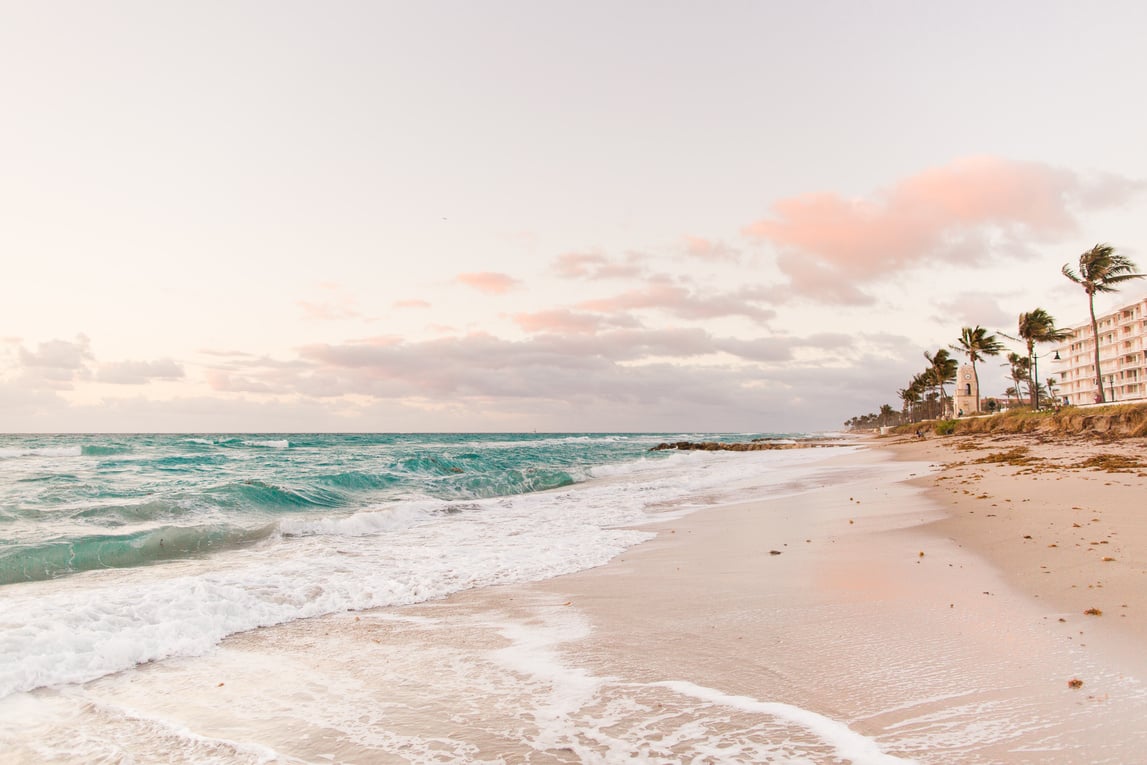 Palm Trees on Palm Beach, Florida