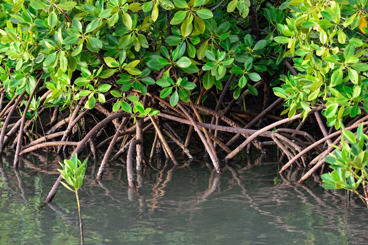 Mangrove